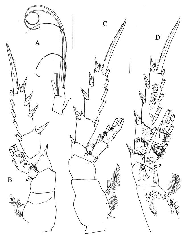 Espce Sensiava secunda - Planche 4 de figures morphologiques