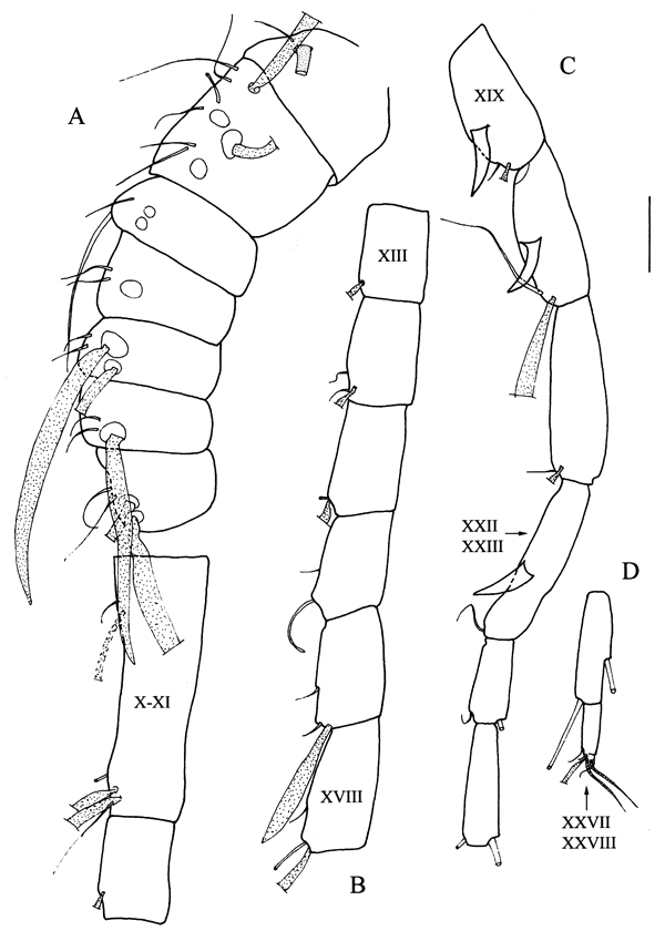 Espce Sensiava secunda - Planche 6 de figures morphologiques