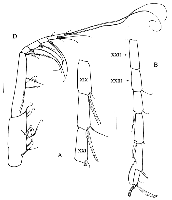 Espce Sensiava secunda - Planche 7 de figures morphologiques