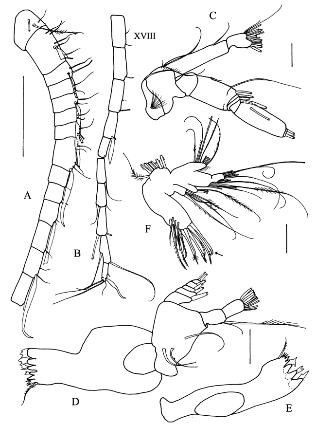 Espce Sensiava peculiaris - Planche 2 de figures morphologiques