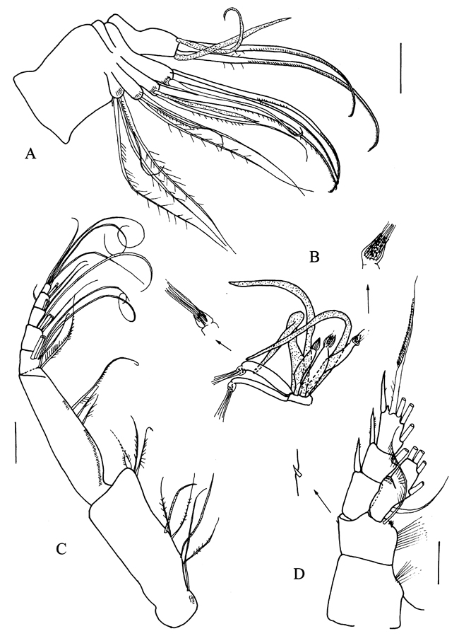 Species Sensiava peculiaris - Plate 3 of morphological figures