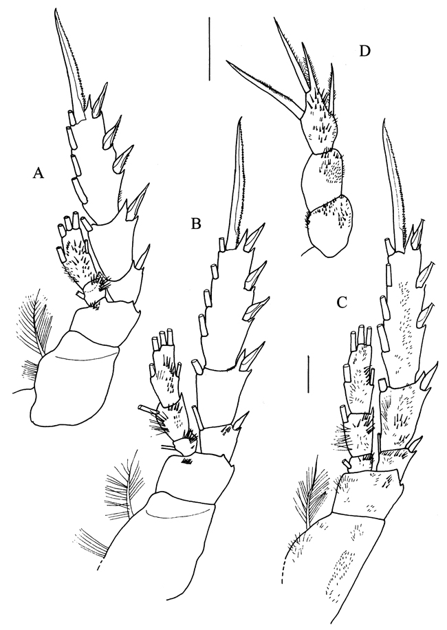Espce Sensiava peculiaris - Planche 4 de figures morphologiques