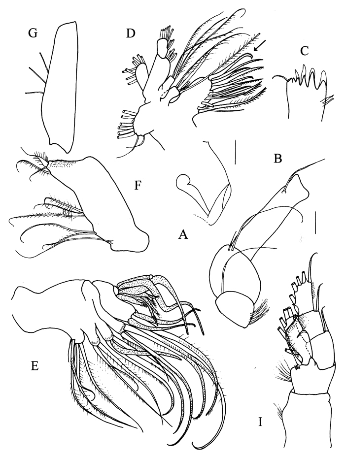 Espèce Sensiava longiseta - Planche 9 de figures morphologiques