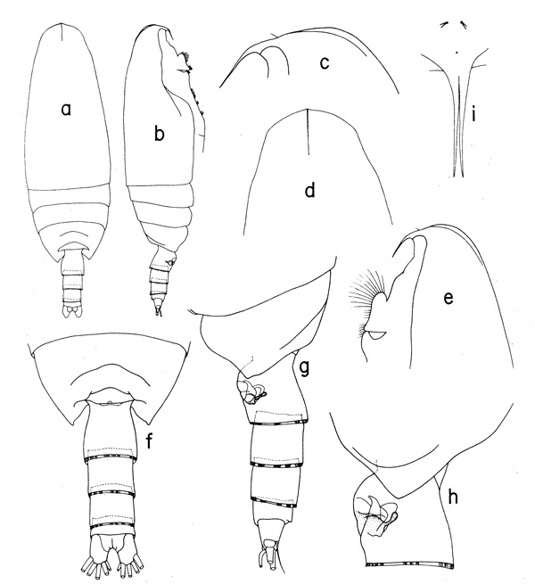 Espèce Scaphocalanus antarcticus - Planche 1 de figures morphologiques