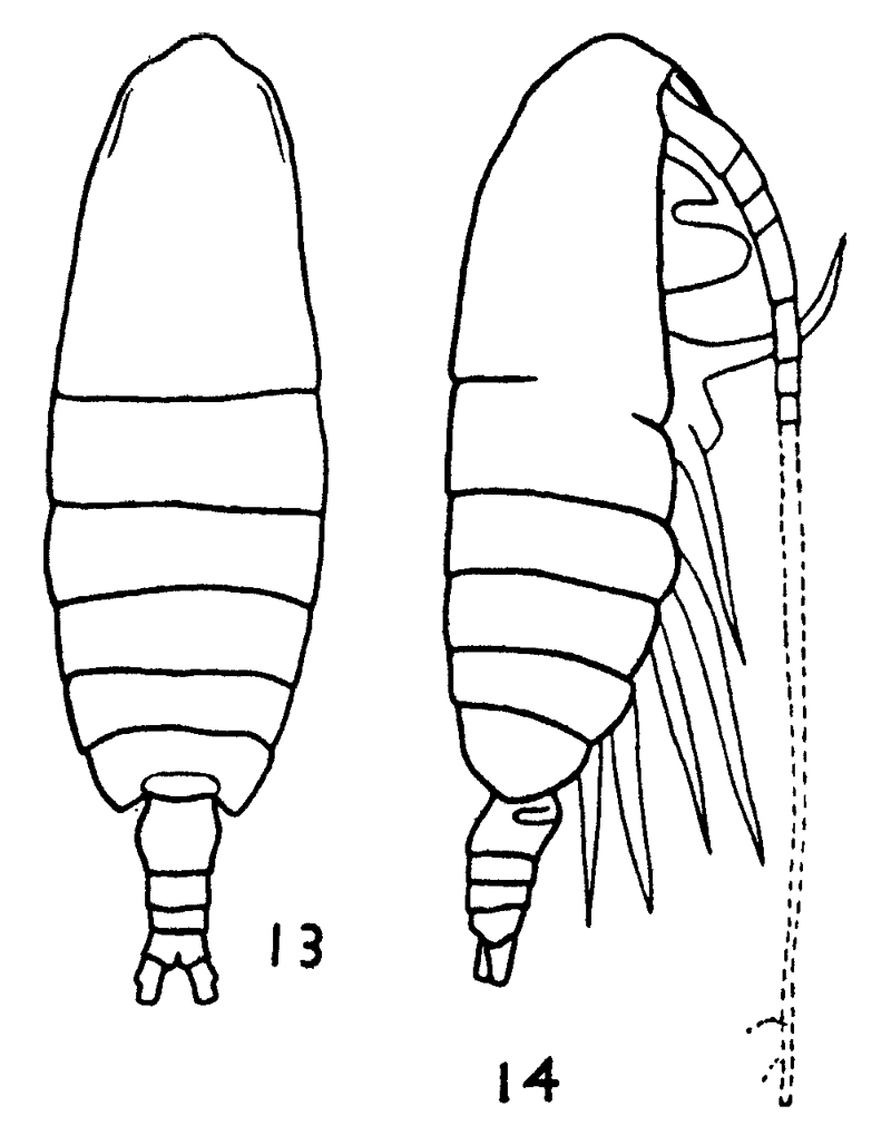 Species Calanus chilensis - Plate 5 of morphological figures