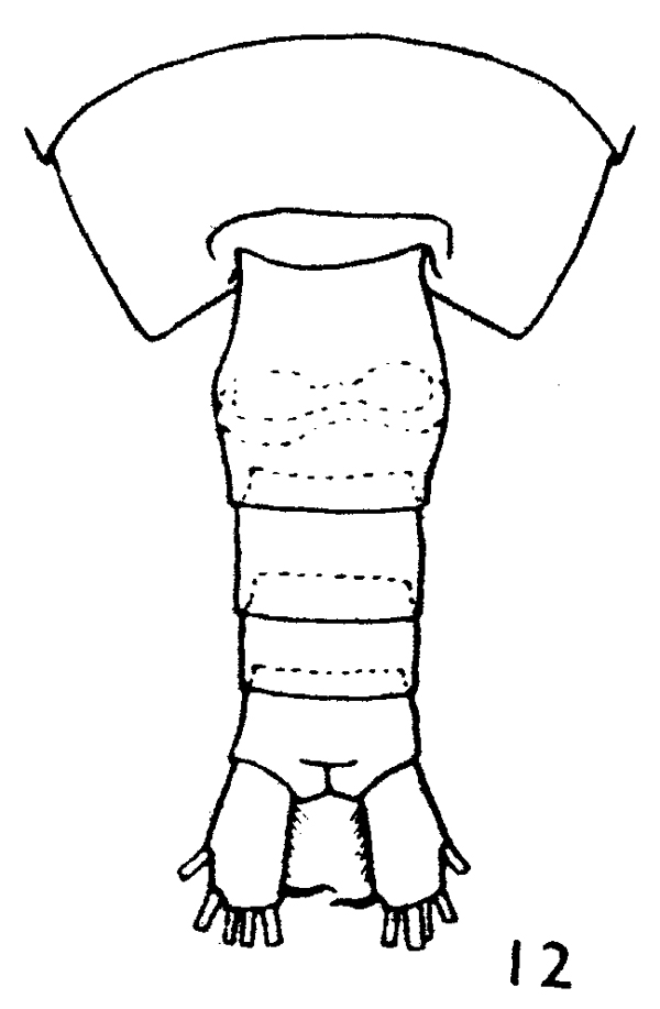 Espce Calanus chilensis - Planche 6 de figures morphologiques