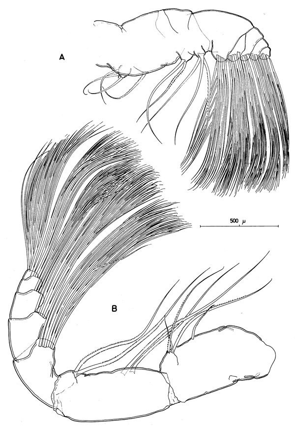 Espce Augaptilina scopifera - Planche 2 de figures morphologiques