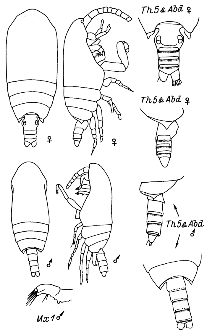 Espce Azygokeras columbiae - Planche 1 de figures morphologiques