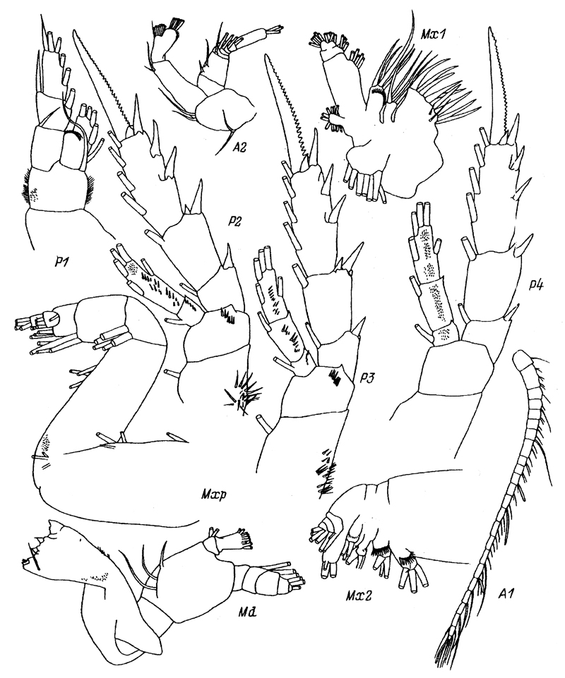 Species Azygokeras columbiae - Plate 2 of morphological figures