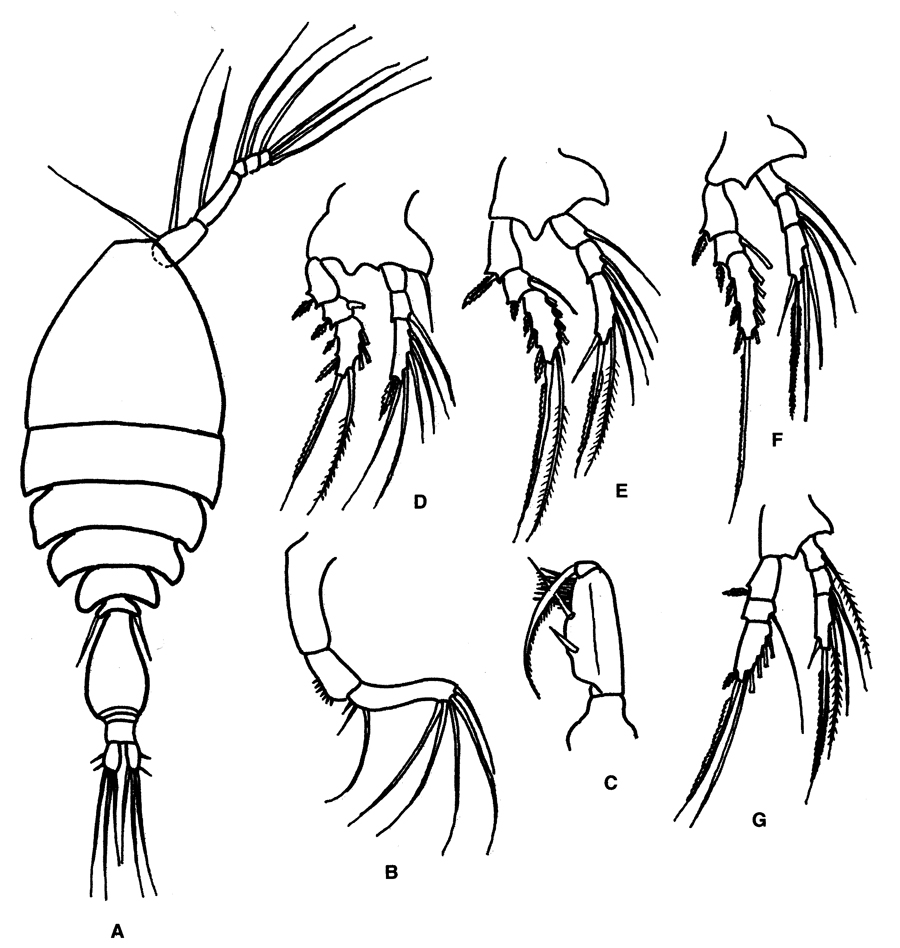 Species Epicalymma ancora - Plate 1 of morphological figures