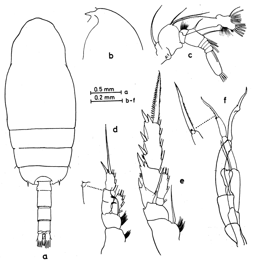 Species Gaetanus sp. - Plate 1 of morphological figures