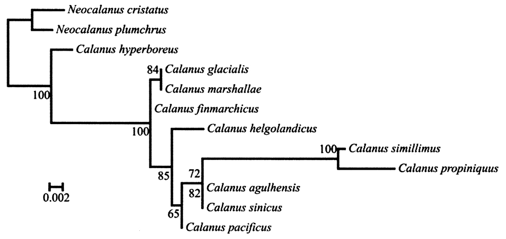 Genre Calanus - Planche 2