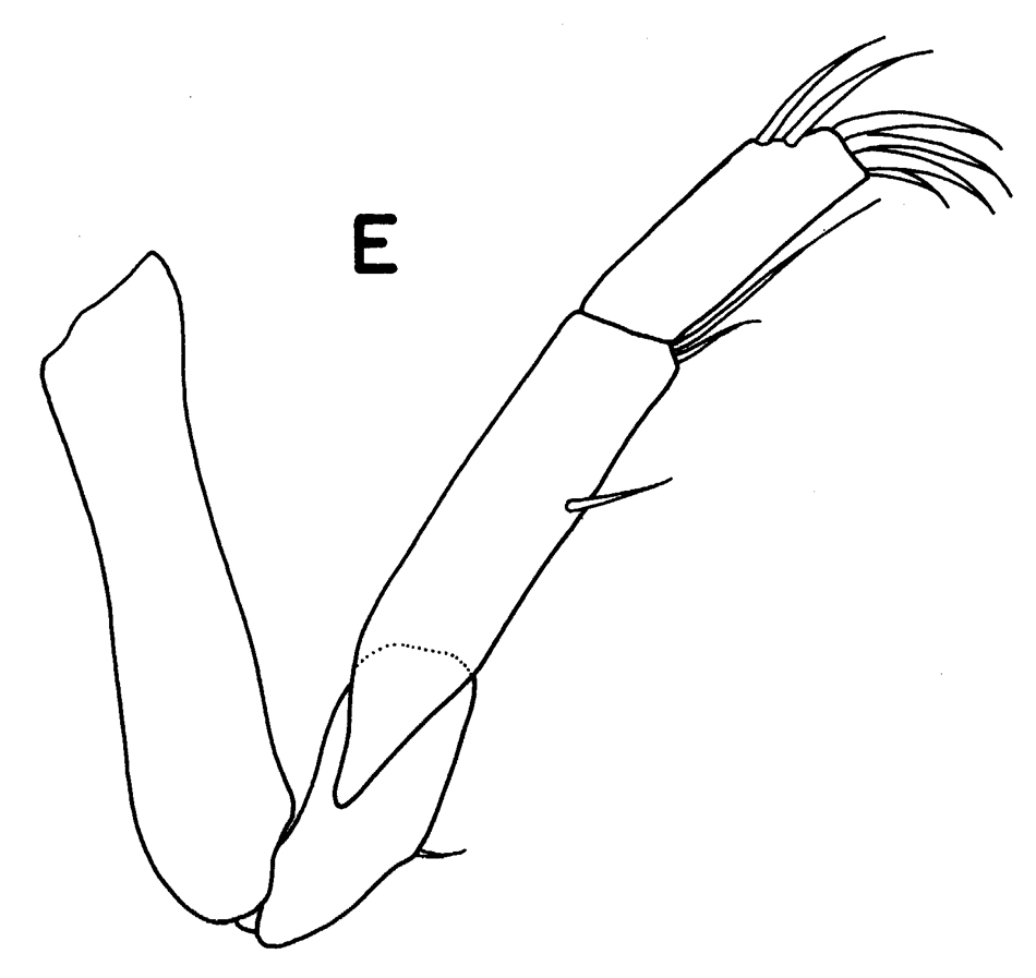 Espce Laitmatobius crinitus - Planche 5 de figures morphologiques