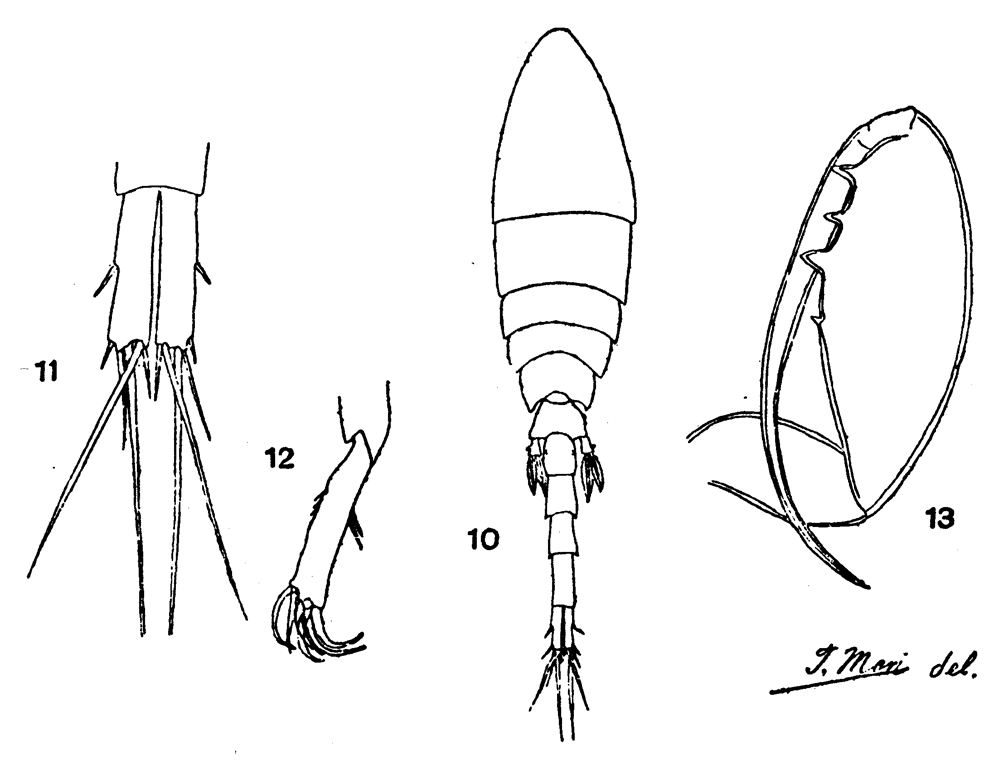 Espce Lubbockia marukawai - Planche 2 de figures morphologiques
