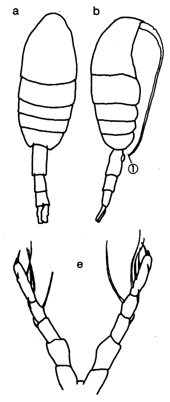 Species Metridia sp. - Plate 1 of morphological figures