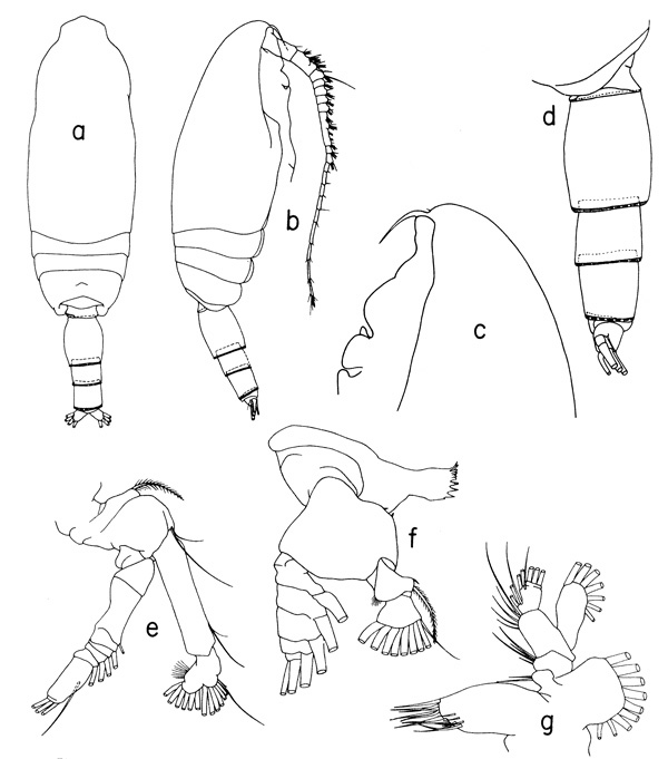 Espèce Scaphocalanus antarcticus - Planche 4 de figures morphologiques