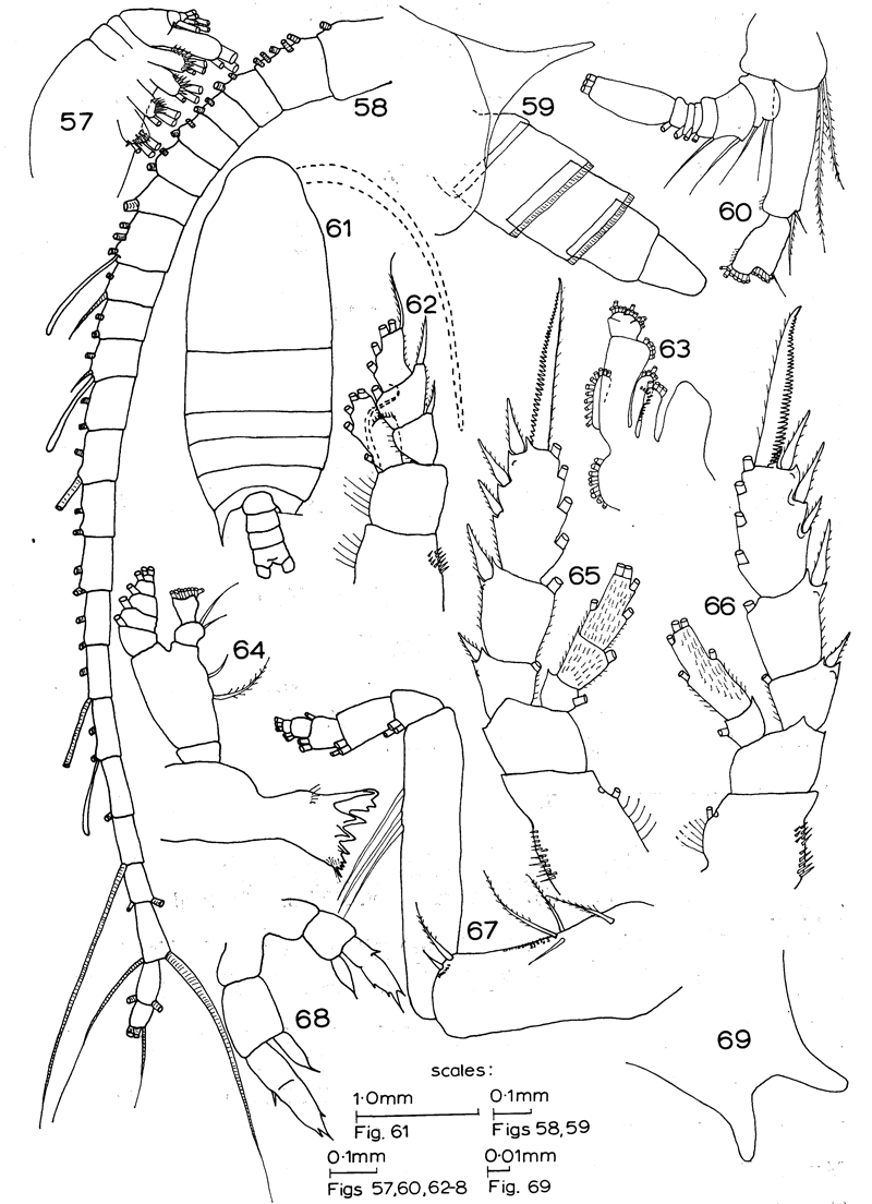 Espce Parabradyidius spinibasis - Planche 1 de figures morphologiques