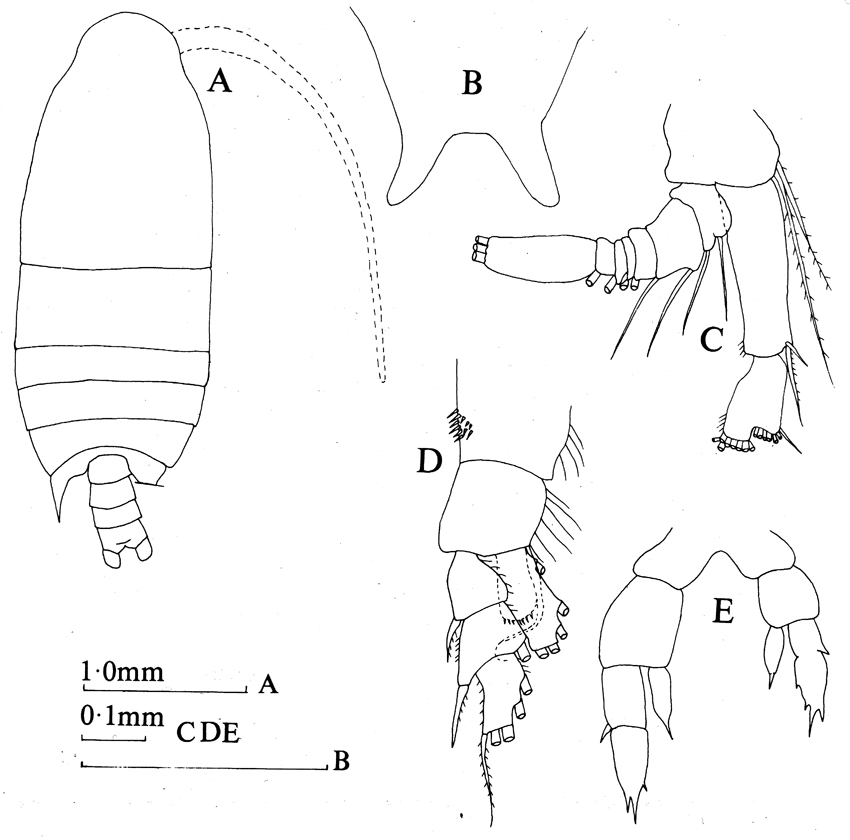 Espce Parabradyidius spinibasis - Planche 2 de figures morphologiques