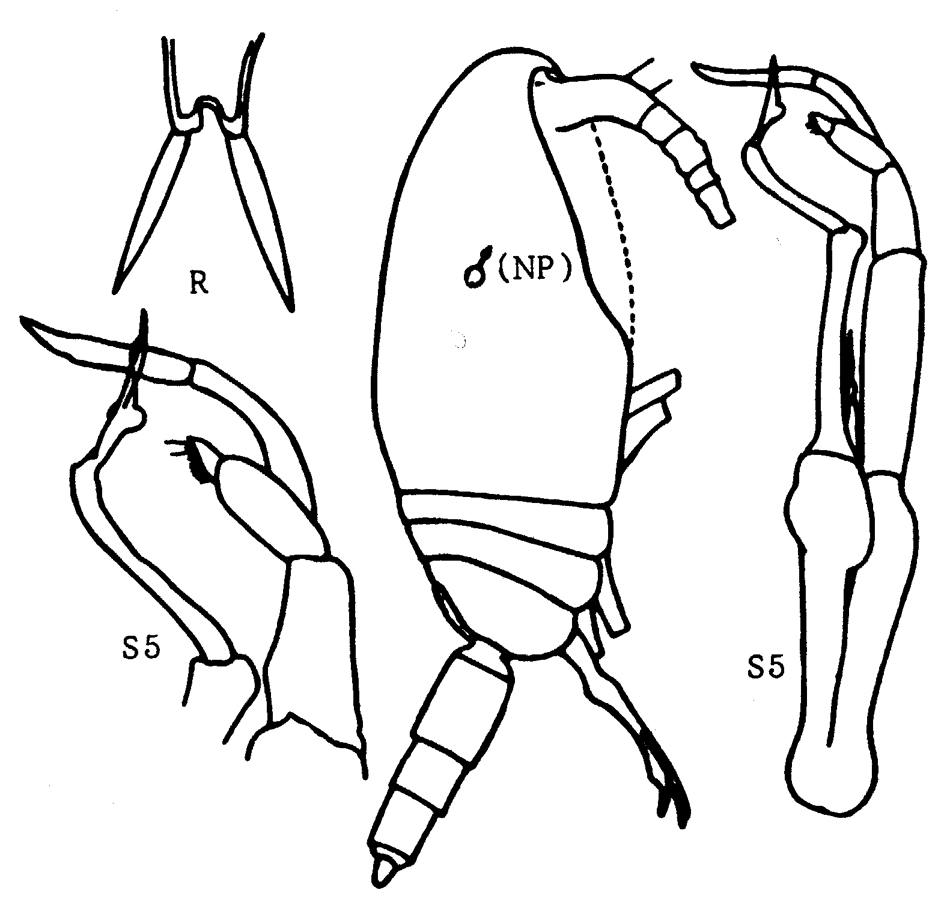Species Pseudoamallothrix profunda - Plate 1 of morphological figures