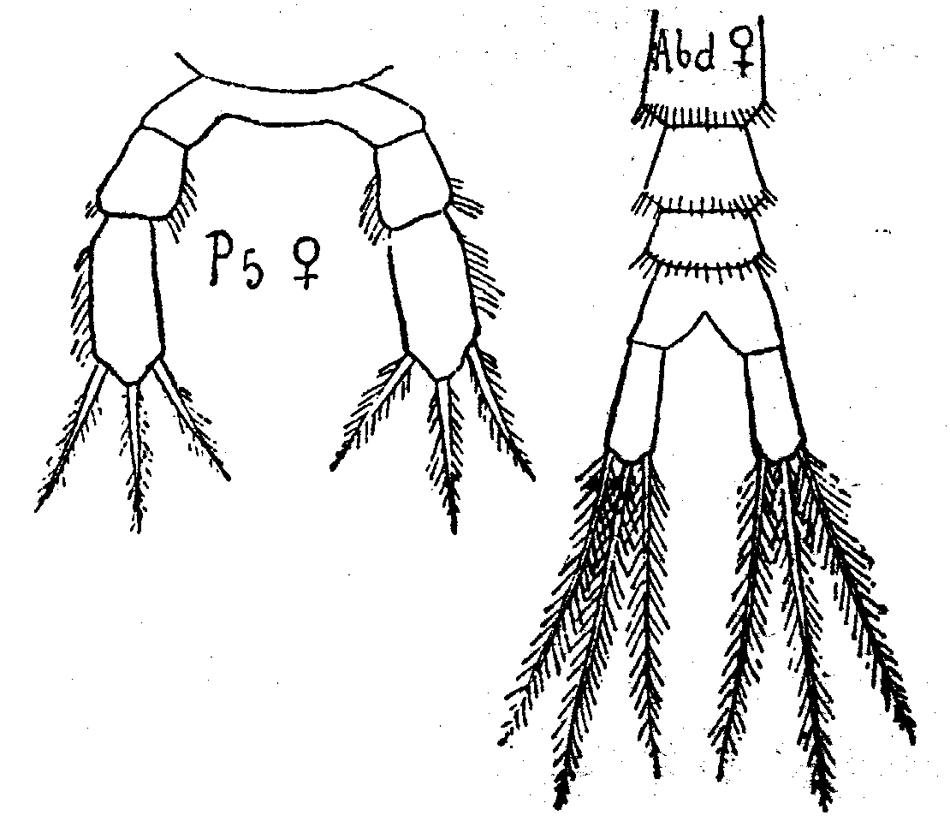 Species Pseudocyclopia caudata - Plate 1 of morphological figures