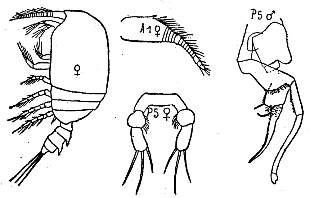 Espèce Pseudocyclopia minor - Planche 1 de figures morphologiques