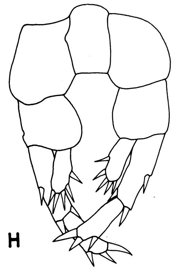 Species Zenkevitchiella abyssalis - Plate 1 of morphological figures