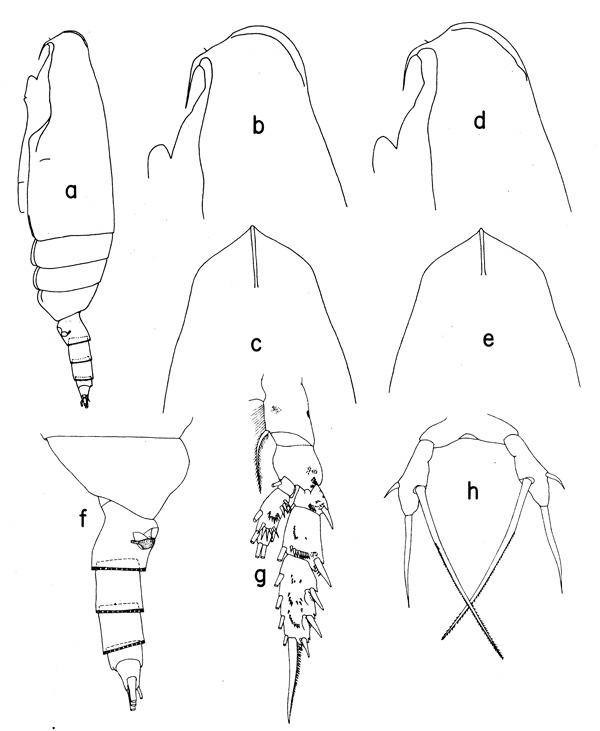 Species Scaphocalanus parantarcticus - Plate 1 of morphological figures