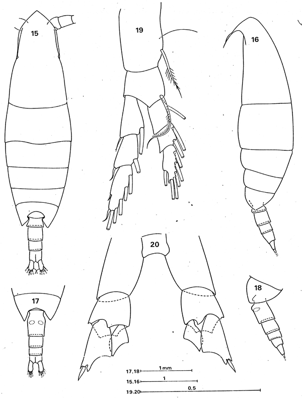 Espce Calanoides acutus - Planche 24 de figures morphologiques