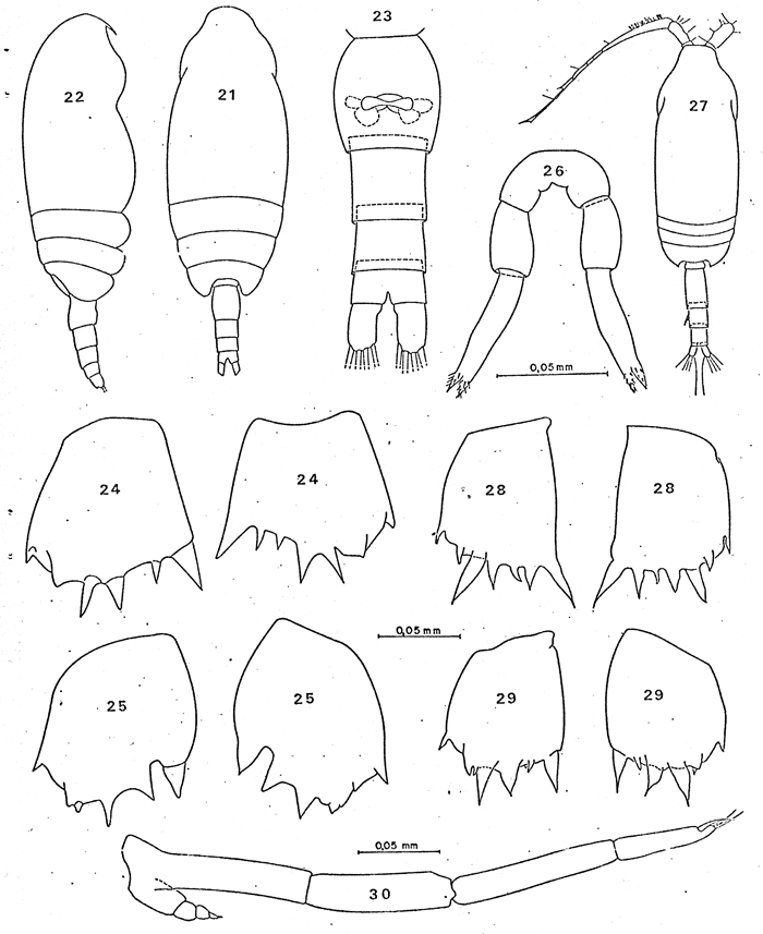 Espce Clausocalanus brevipes - Planche 18 de figures morphologiques