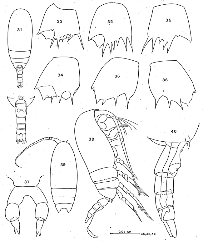 Espce Clausocalanus laticeps - Planche 15 de figures morphologiques