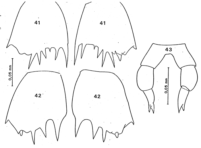 Espce Clausocalanus laticeps - Planche 16 de figures morphologiques