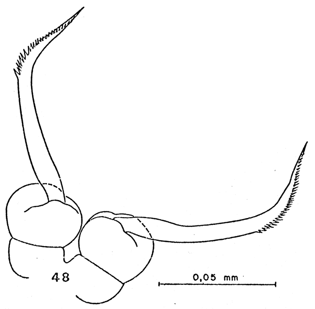Espce Drepanopus pectinatus - Planche 16 de figures morphologiques