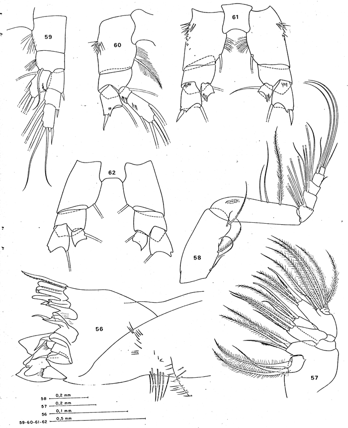 Species Farrania sp. - Plate 2 of morphological figures