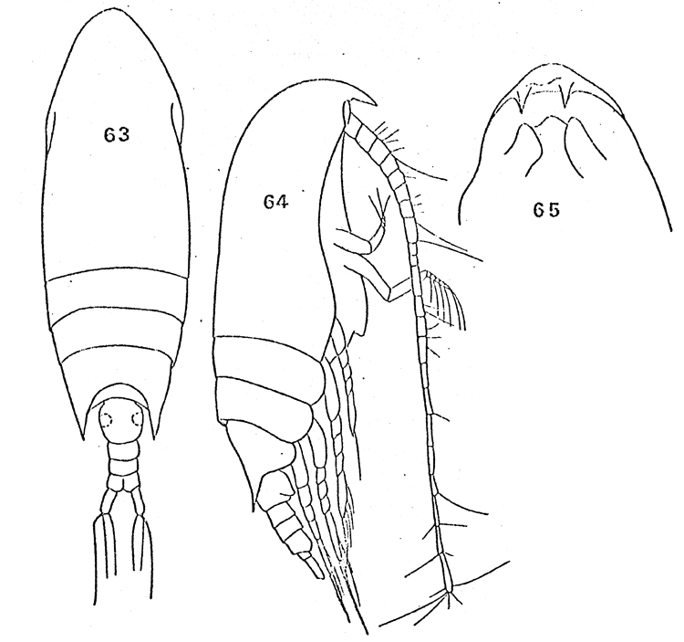 Species Aetideus armatus - Plate 23 of morphological figures