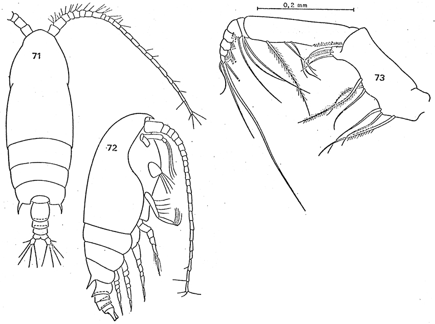 Espèce Gaetanus tenuispinus - Planche 28 de figures morphologiques