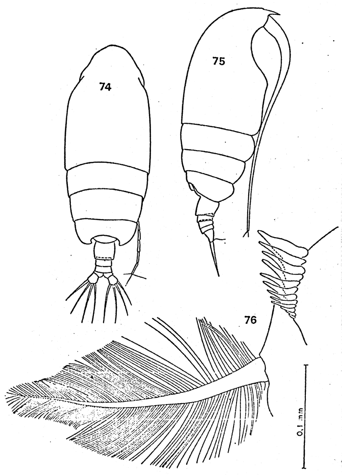 Espce Euchirella rostrata - Planche 40 de figures morphologiques