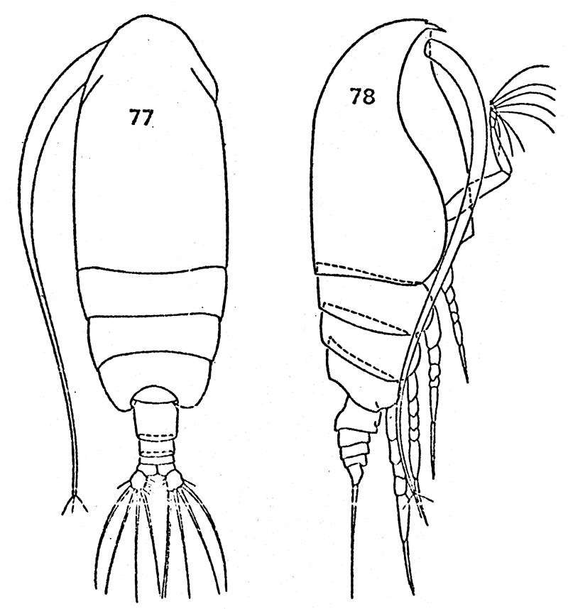 Espèce Euchirella rostromagna - Planche 14 de figures morphologiques