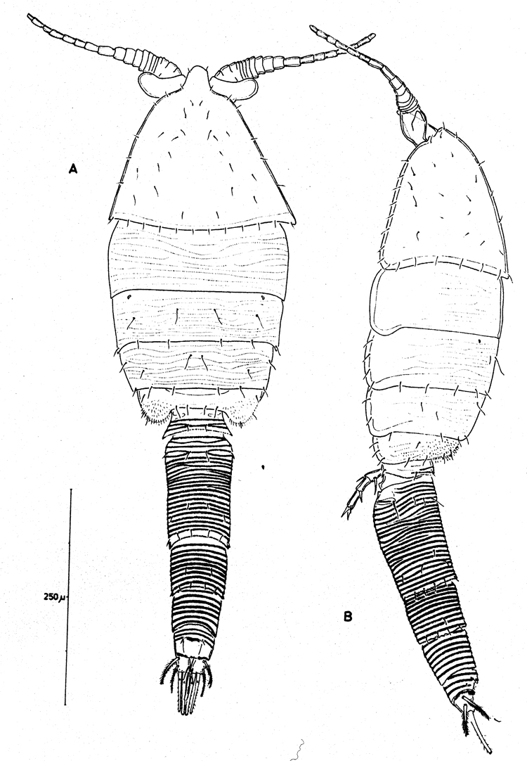 Species Boxshallia bulbantennula - Plate 1 of morphological figures