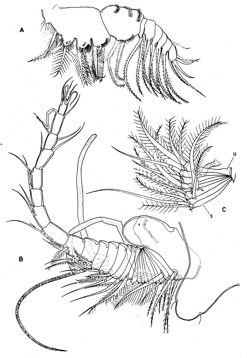 Species Boxshallia bulbantennula - Plate 2 of morphological figures