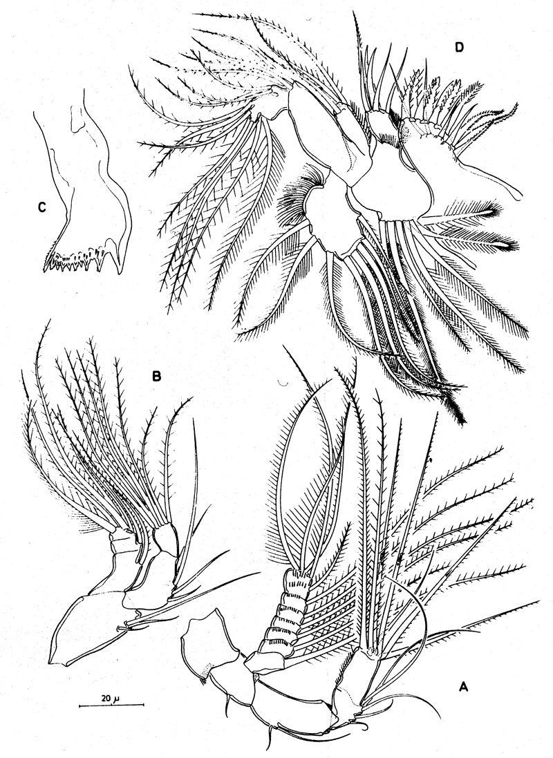 Species Boxshallia bulbantennula - Plate 3 of morphological figures