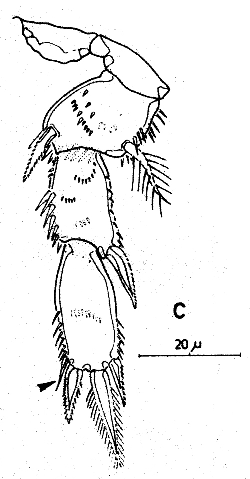 Species Boxshallia bulbantennula - Plate 5 of morphological figures