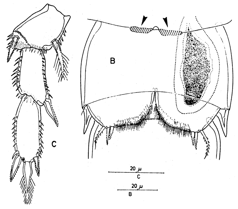Species Boxshallia bulbantennula - Plate 9 of morphological figures