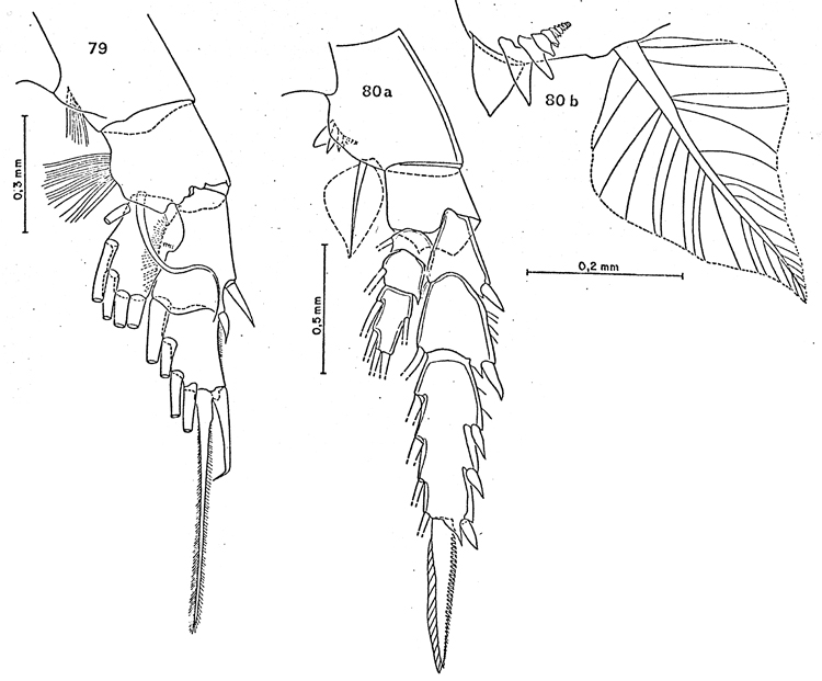 Espèce Euchirella rostromagna - Planche 15 de figures morphologiques