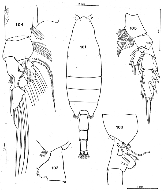 Species Paraeuchaeta antarctica - Plate 21 of morphological figures