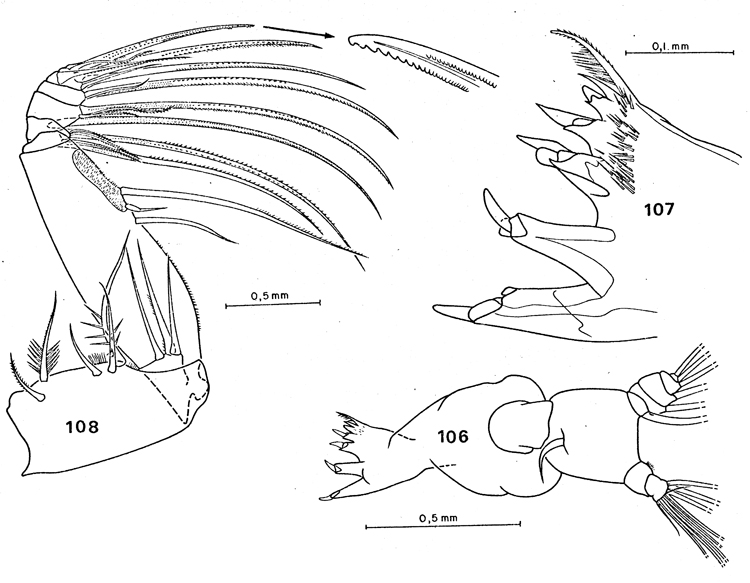 Species Paraeuchaeta antarctica - Plate 22 of morphological figures