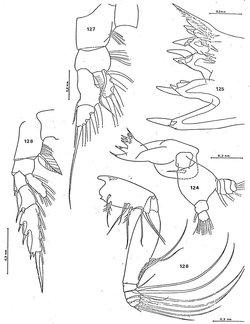 Species Paraeuchaeta biloba - Plate 21 of morphological figures