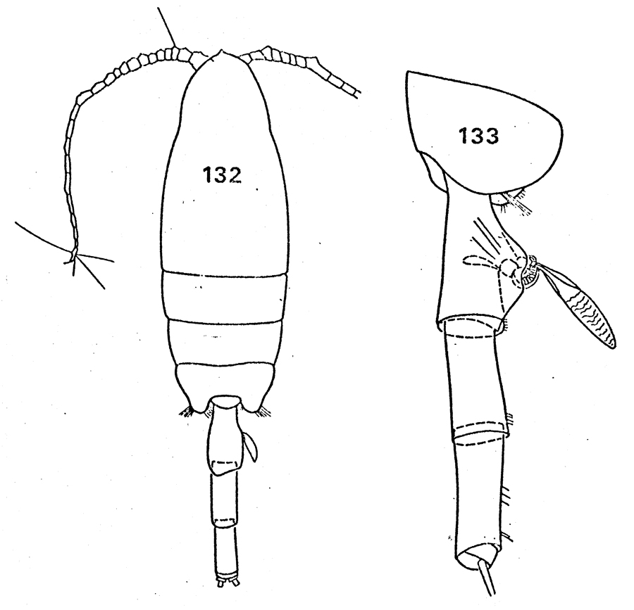 Espce Paraeuchaeta biloba - Planche 20 de figures morphologiques