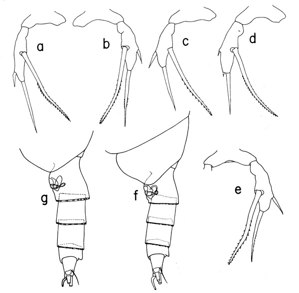 Espce Scaphocalanus farrani - Planche 3 de figures morphologiques