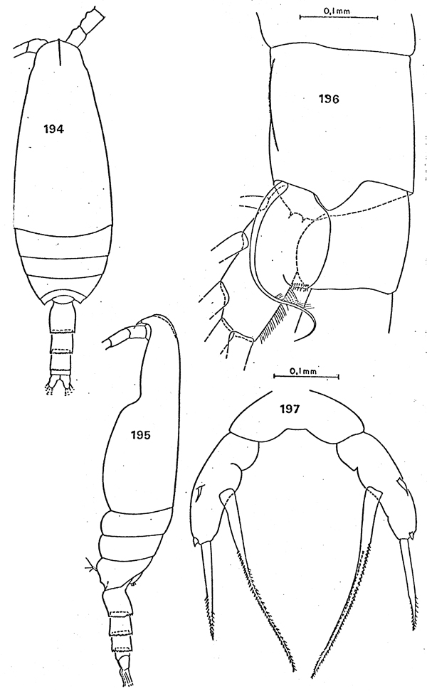 Espèce Scaphocalanus antarcticus - Planche 6 de figures morphologiques