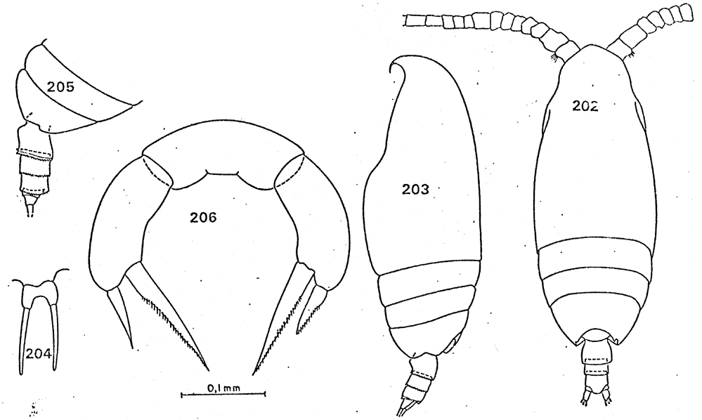 Espce Pseudoamallothrix emarginata - Planche 23 de figures morphologiques